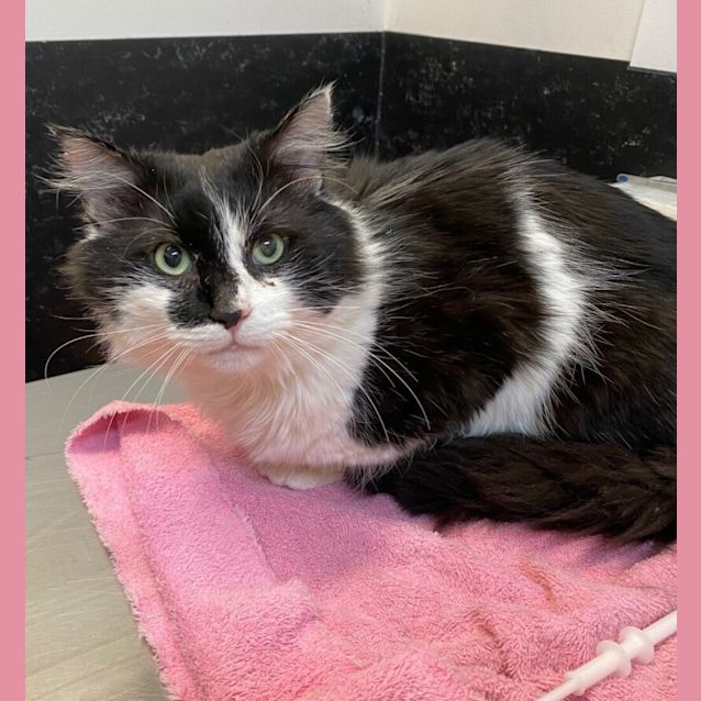 Photo of Sir Reginald