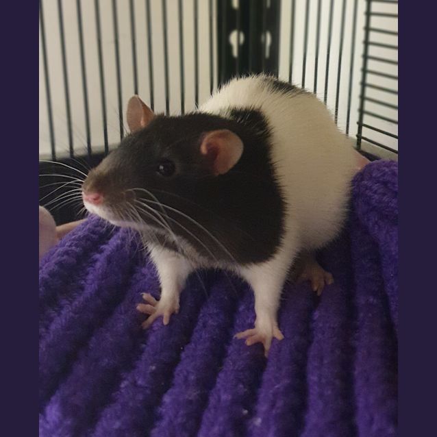Photo of Lionel 
