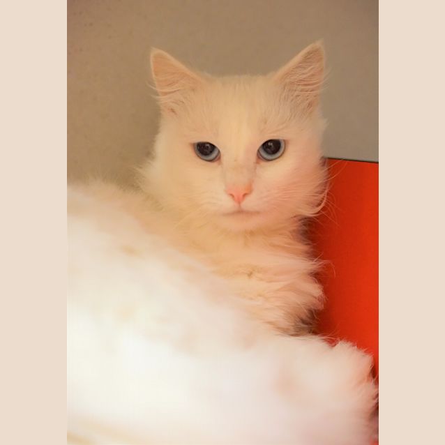 Photo of Gossamer