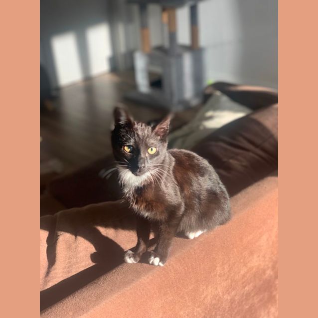 Photo of Toothless Dragon