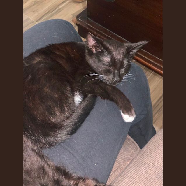 Photo of Toothless Dragon