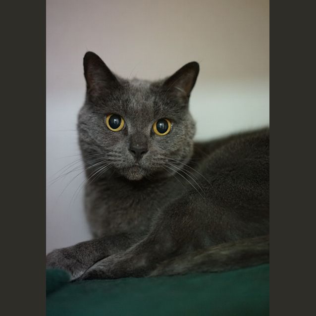 Photo of Misty
