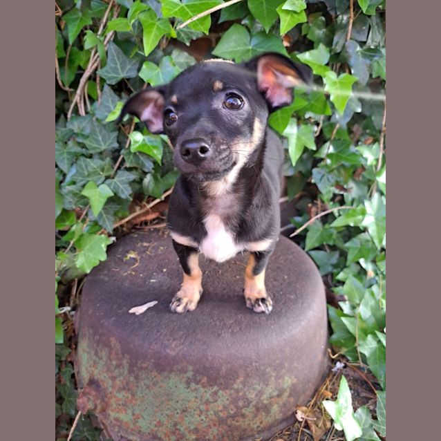 Stanley - 1 Year Old Chihuahua x Foxy (Trial) - Small Male Chihuahua Dog in  NSW - PetRescue