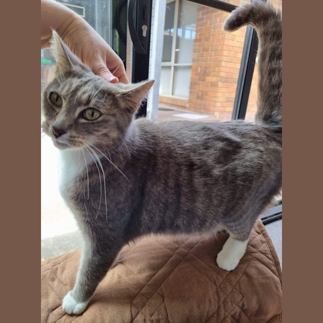 Photo of Monty ~ Meet Me @ Pet Stock Mornington Central 😻