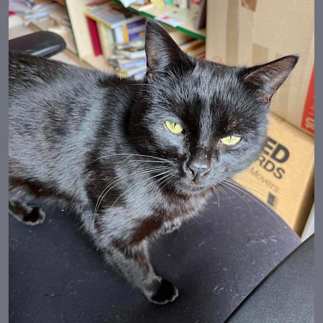 Photo of Sir Percival 