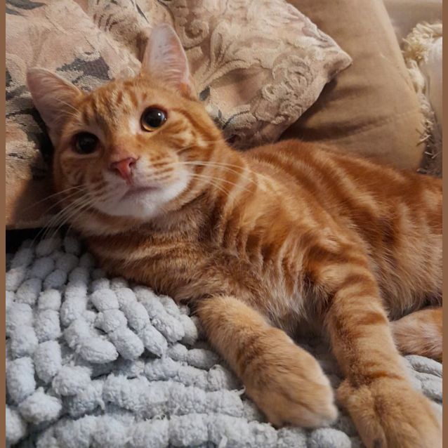 Photo of Pumpkin