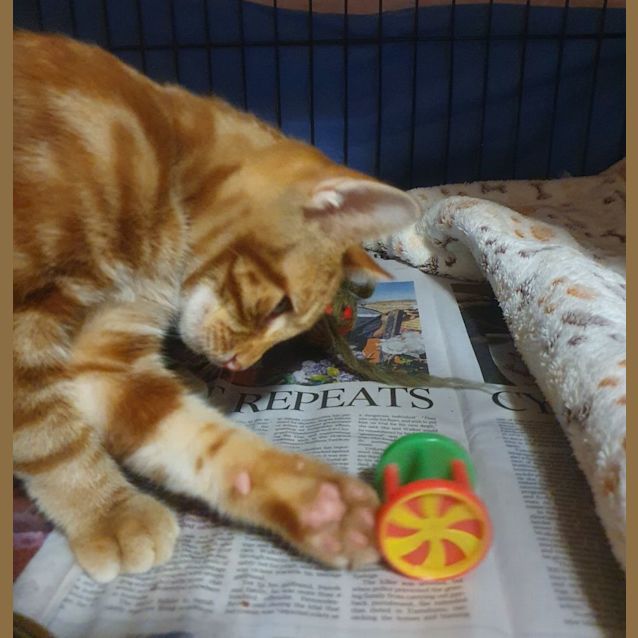 Photo of Pumpkin