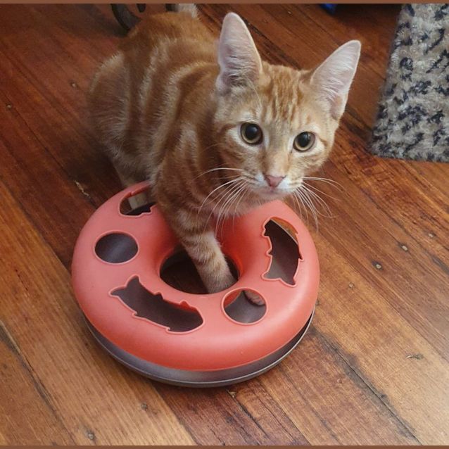 Photo of Pumpkin