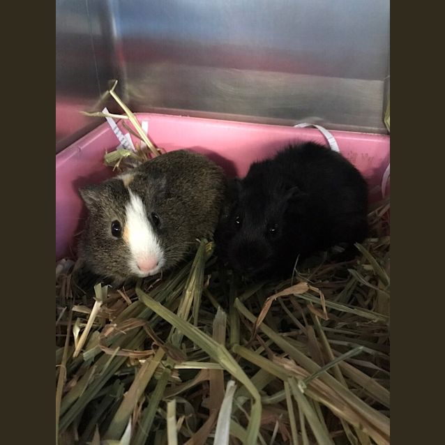 Photo of Beetle (Bonded To Cricket)