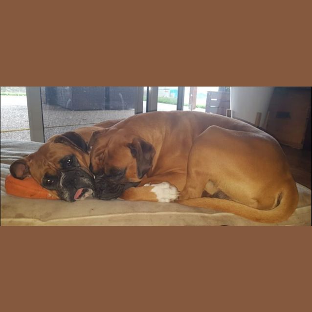 Photo of Max And Bella