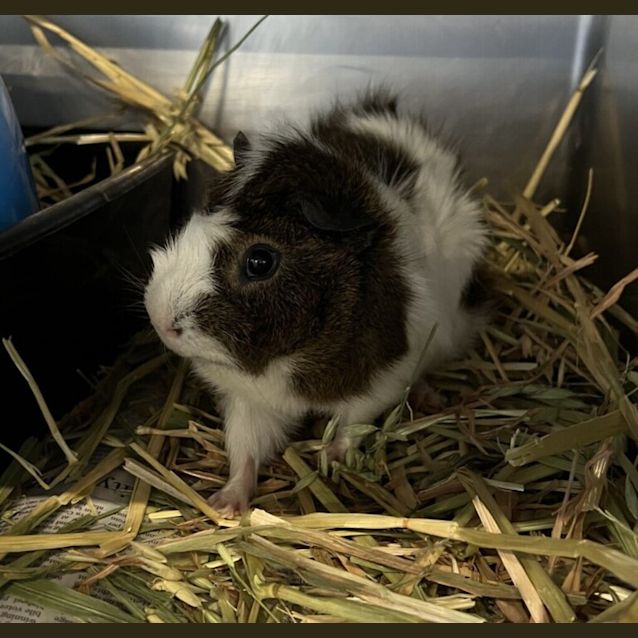 Photo of Boggle Eye Yoda (Nee York)