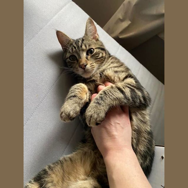 Photo of Bobby**2nd Chance Cat Rescue**