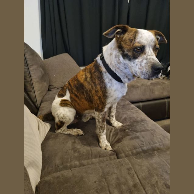 Photo of Oreo
