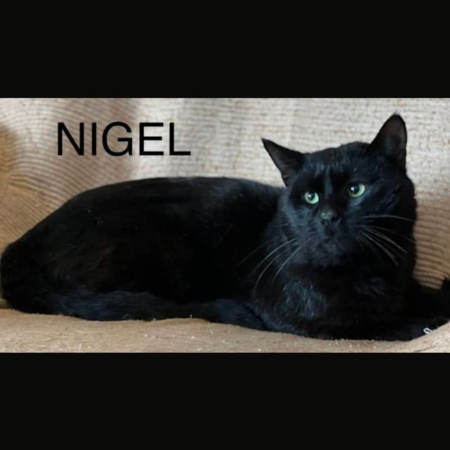 Photo of Nigel
