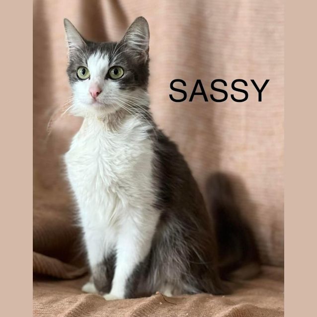 Photo of Sassy