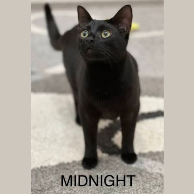 Photo of Midnight