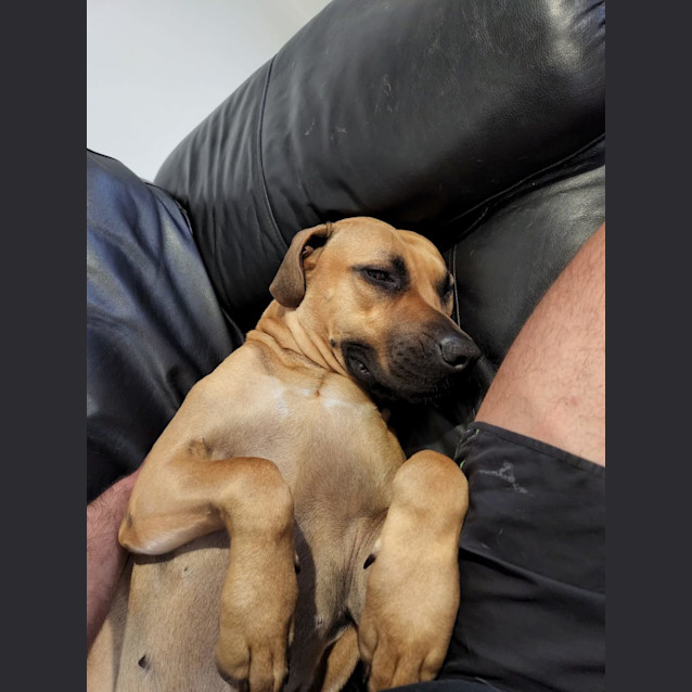Photo of Willow 
