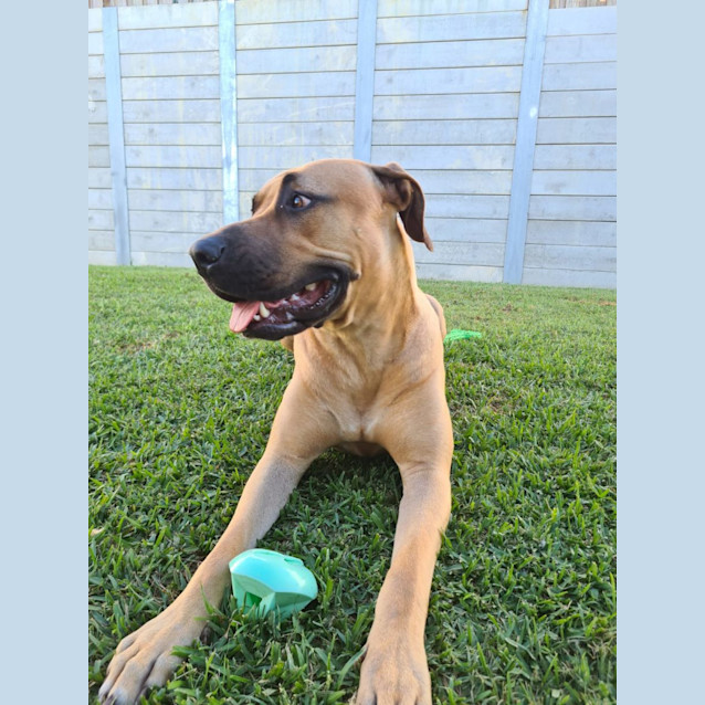 Photo of Willow 