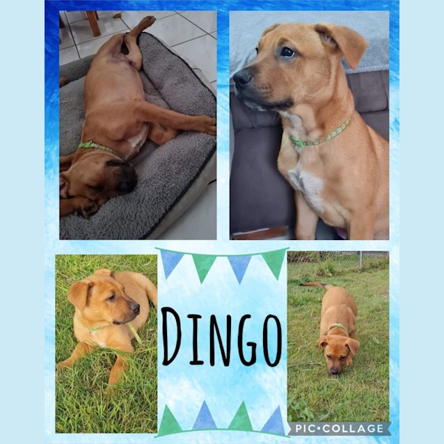 Photo of Dingo