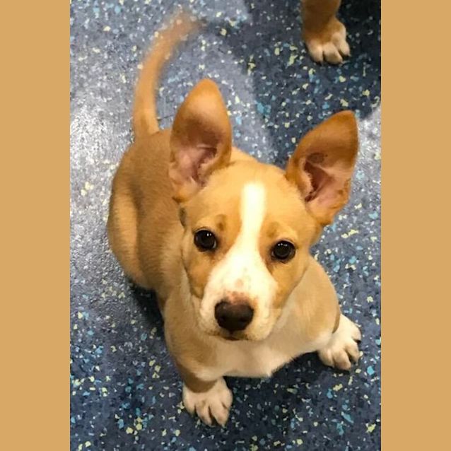 Photo of Daisy