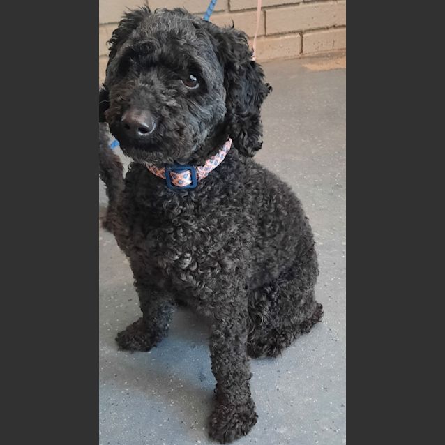 Photo of Rosie