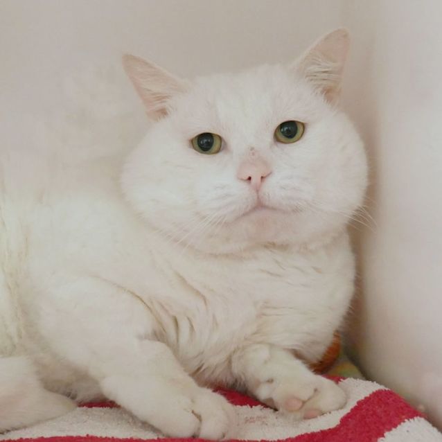 Photo of Parsnip Sua010294