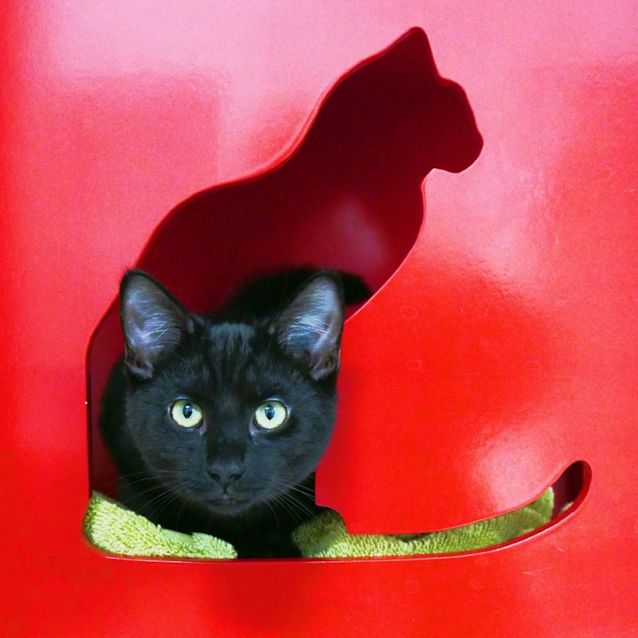 Photo of Damon Suk010188