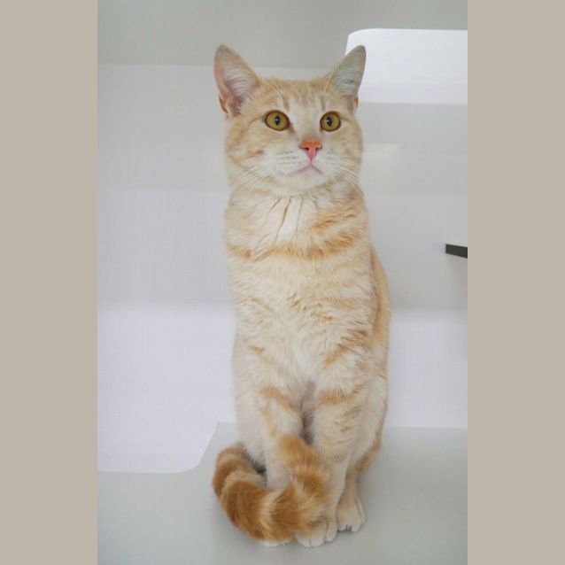 Photo of Ollie Suk010290