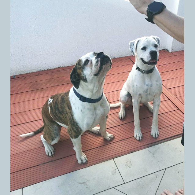 Photo of Cody And Trixie