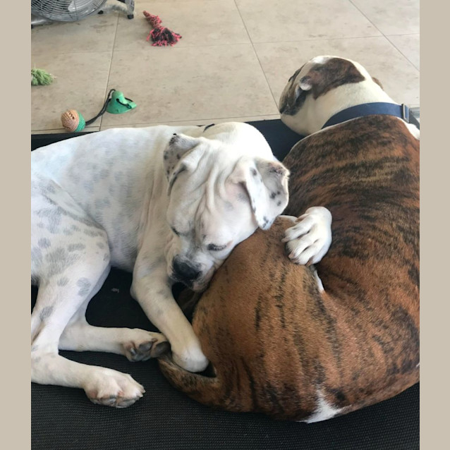 Photo of Cody And Trixie