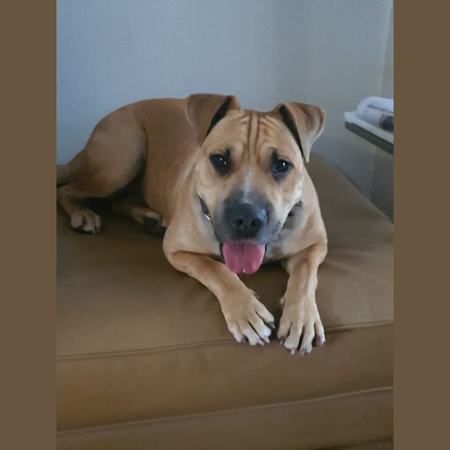 Photo of Koa