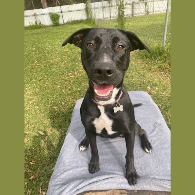 Photo of Olive *$150 Adoption Fee*