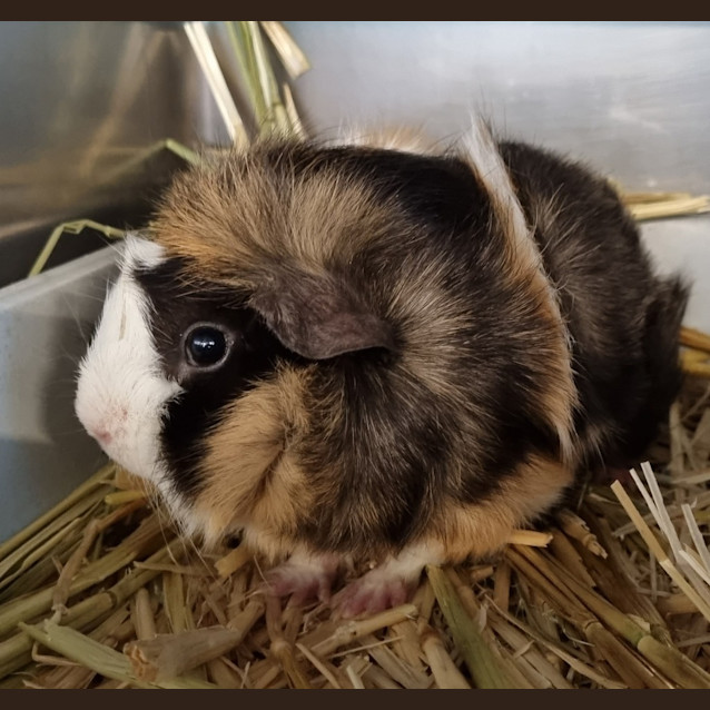 Photo of Paris (Bonded With Carolina)