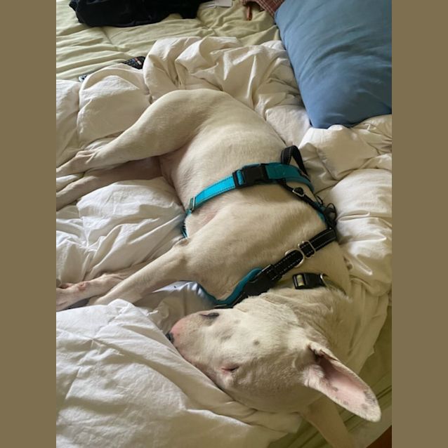 Photo of Batman Billy