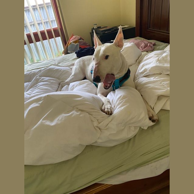 Photo of Batman Billy