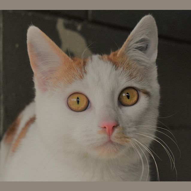 Photo of Gingernut