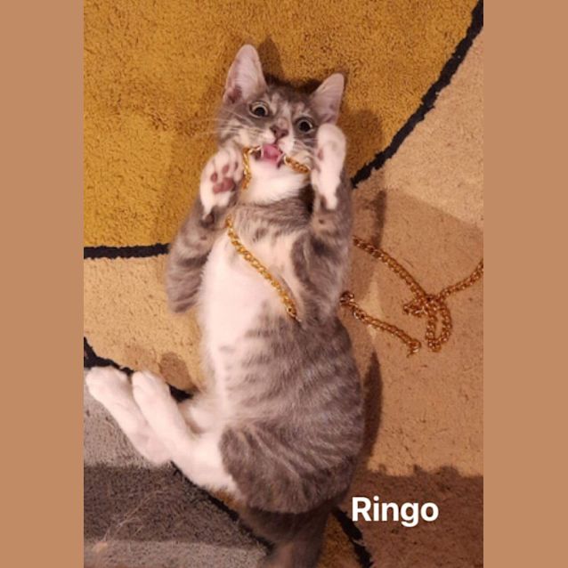 Photo of Ringo