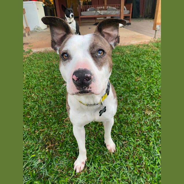 Photo of Ziggy