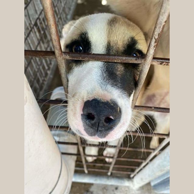 Photo of Passionfruit