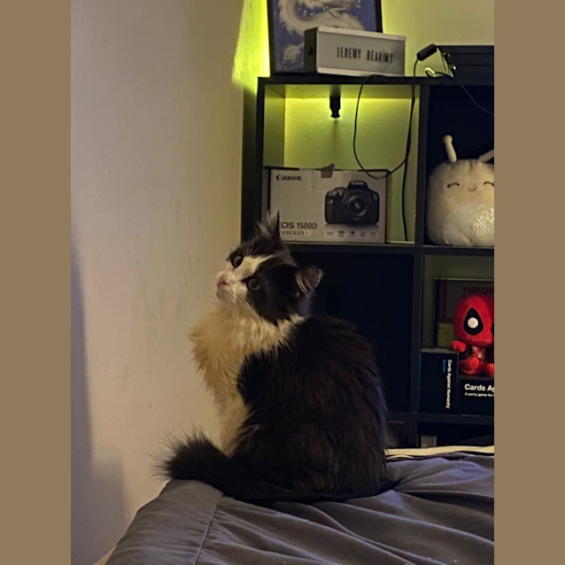 Photo of Niffler