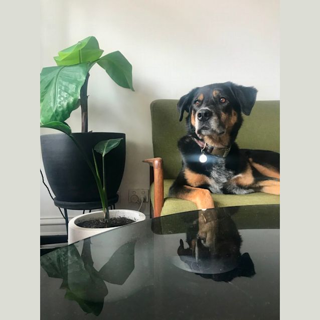 Photo of Bodie