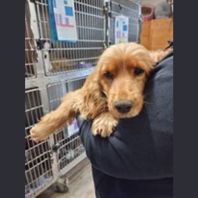 Photo of Honey
