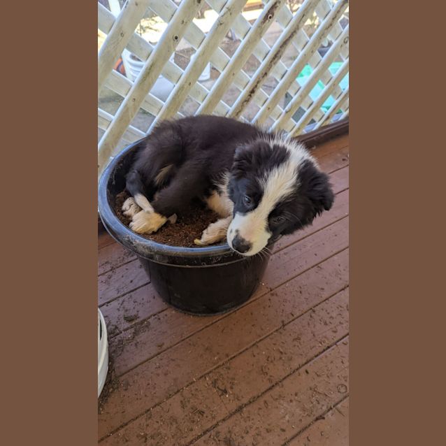 Photo of Winston ~ 3mo Border Collie Puppy(on Hold 28/9/22)
