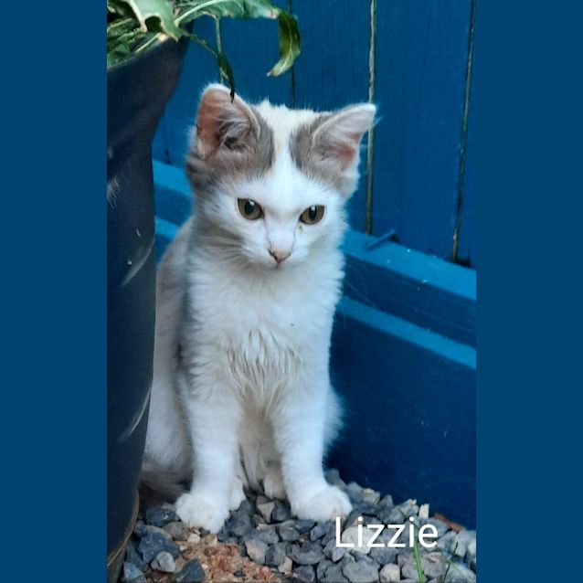 Photo of Lizzie