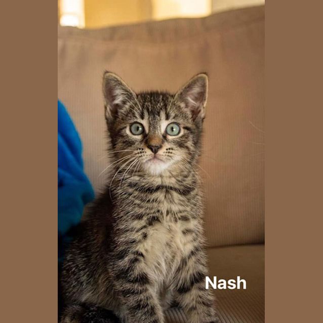 Photo of Nash
