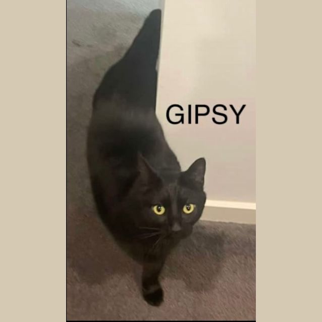 Photo of Gipsy