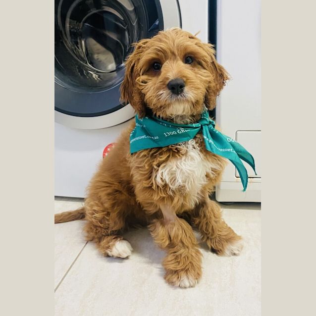 Photo of Sherlock