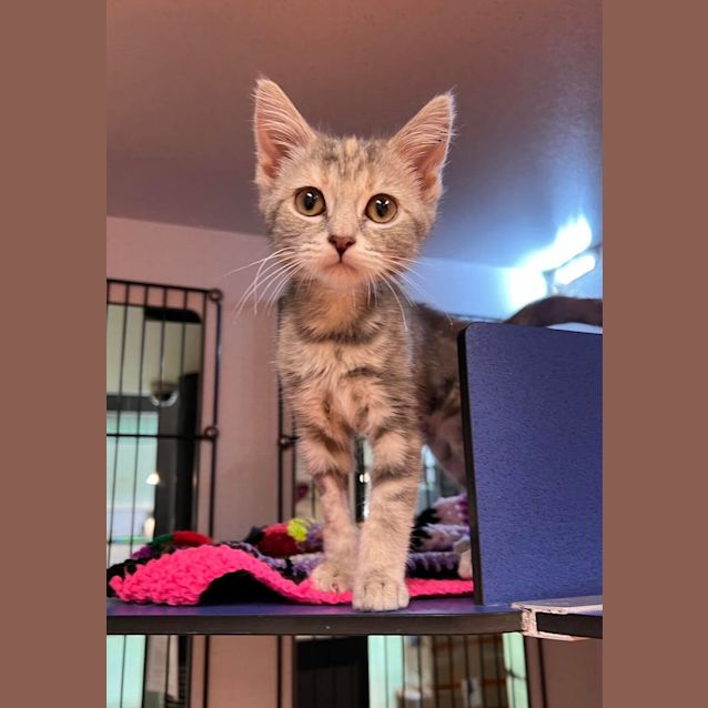 Photo of Fiora