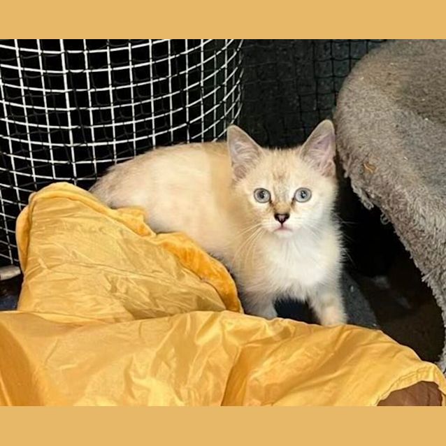 Photo of Snowball