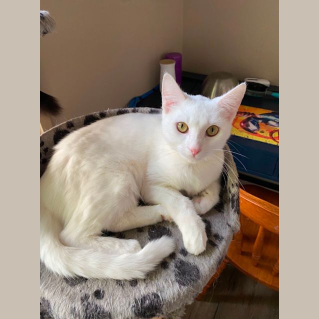 Photo of Putih ~ Meet Me At Pe Tstock Chelsea